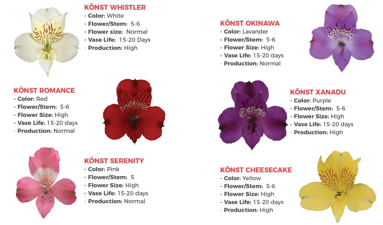Alstroemeria: biała, czerwona, różowa, lawendowa, fioletowa, żółta. Różne odmiany i ich znaczenie.